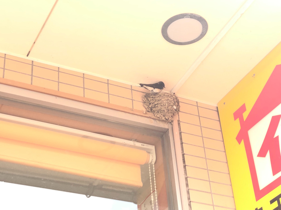 4/18 ツバメ日記 埼玉開発 日高市高麗川2丁目の画像