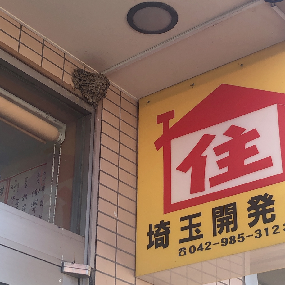 4/19　ツバメ日記　埼玉開発　日高市高麗川2丁目の画像