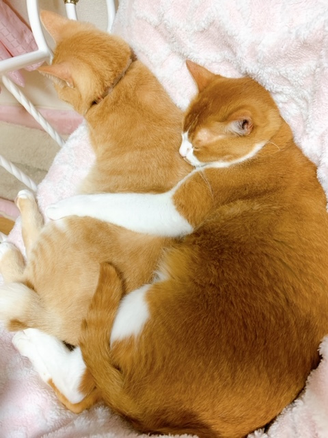 癒しとストレス発散法！ニャンコと鶴ヶ島の博多ラーメン鶴亀堂。の画像