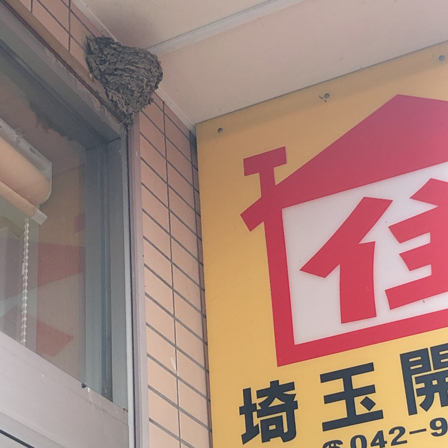 4/20 ツバメ日記　埼玉開発　日高市高麗川2丁目の画像