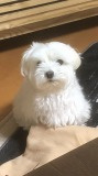 「もさもさ」の画像
