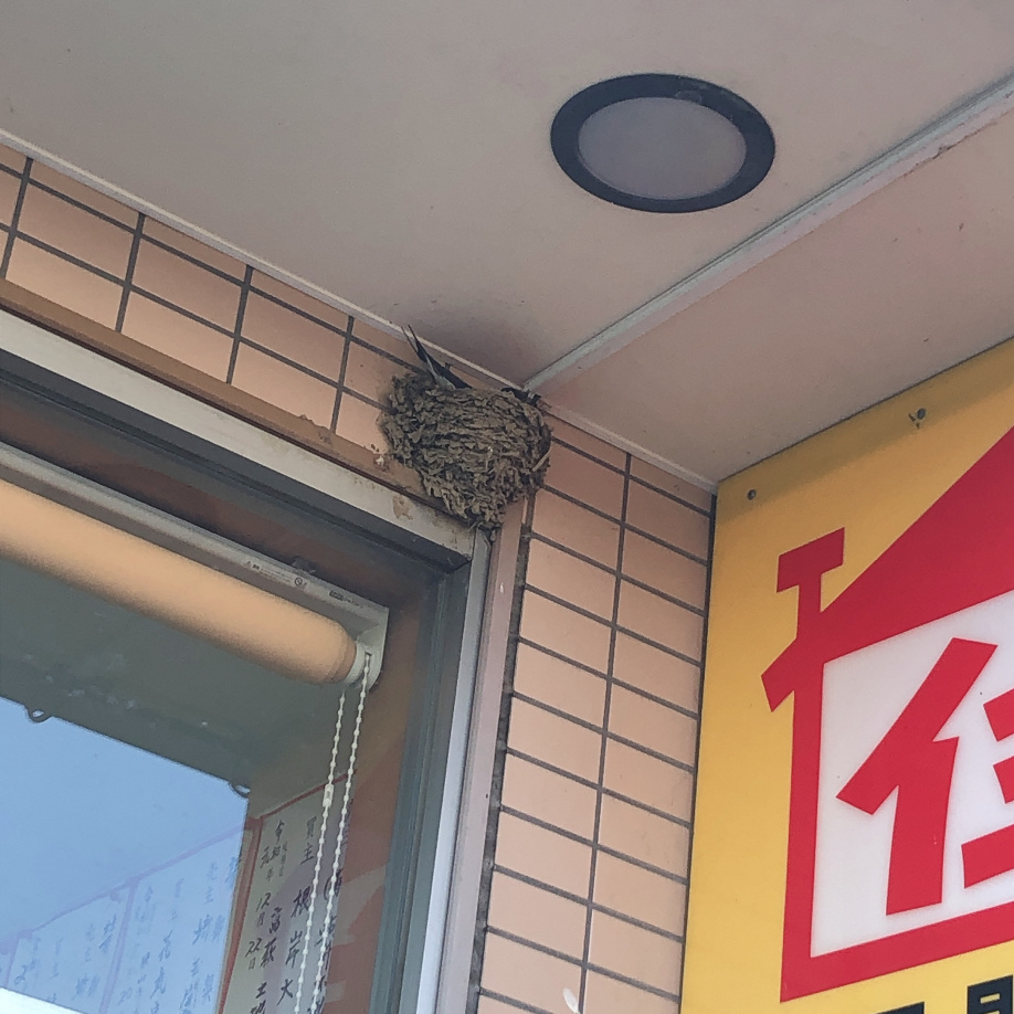 4/23 ツバメ日記　埼玉開発　日高市高麗川2丁目の画像