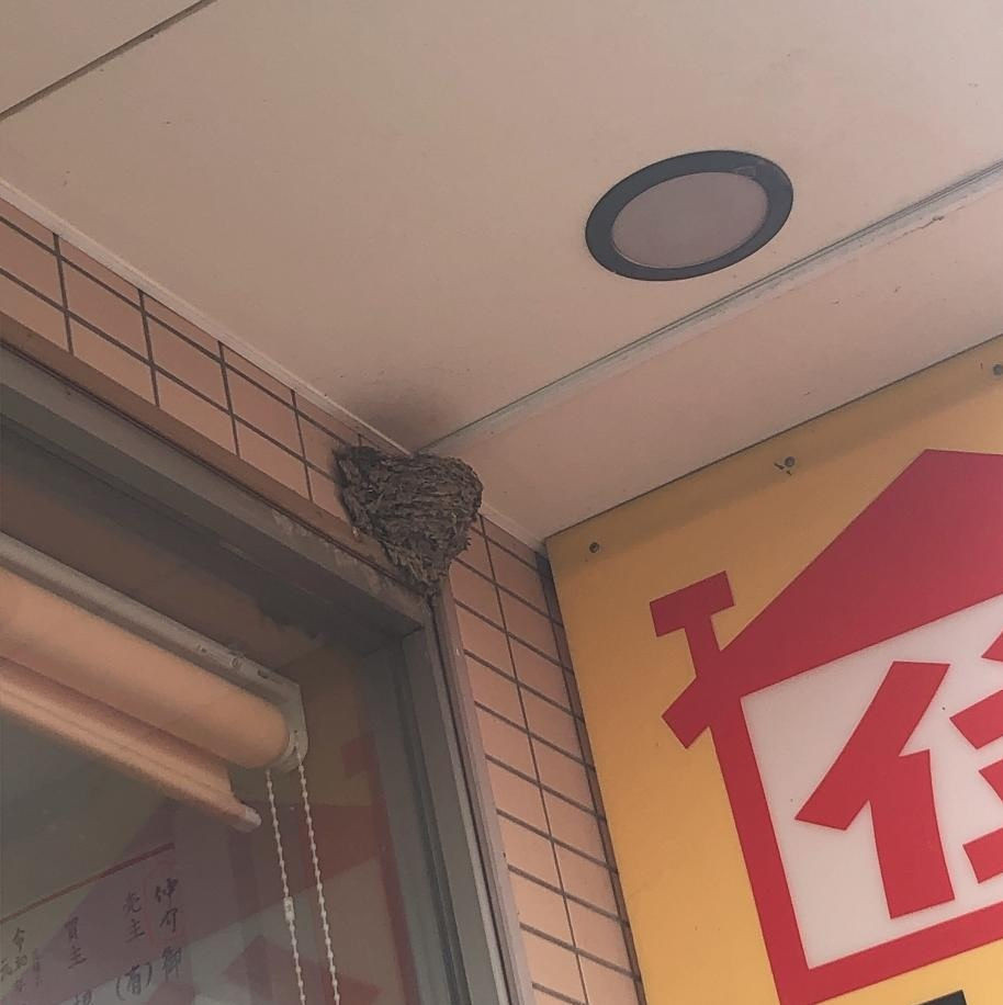 4/24 ツバメ日記 埼玉開発 日高市高麗川2丁目の画像