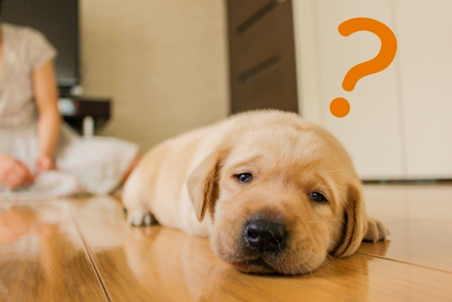 賃貸物件でペットを飼いたいときに注意することとは？の画像