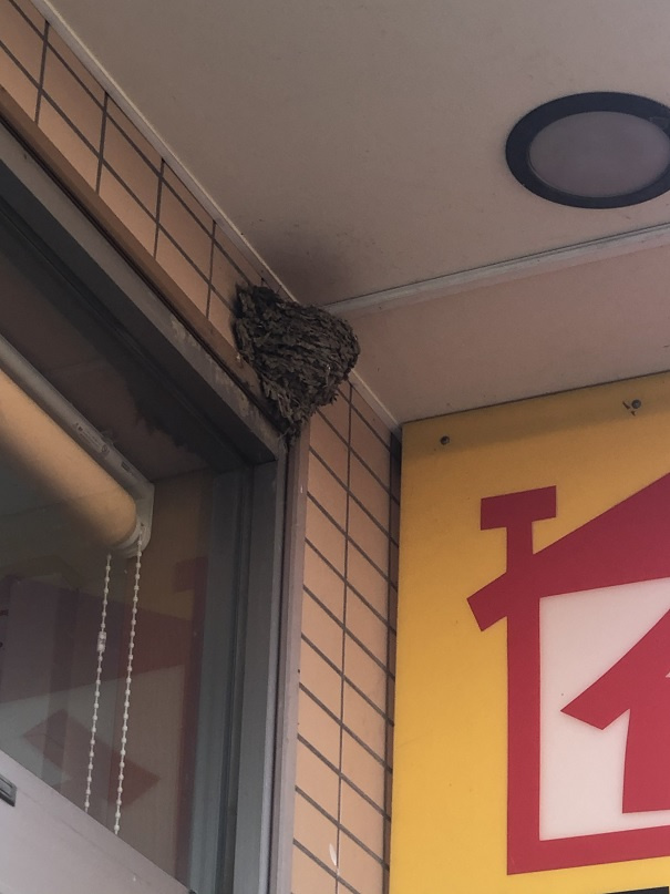 4/25　ツバメ日記　埼玉開発　日高市高麗川2丁目の画像