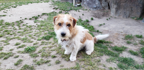 アニマルセラピーの画像