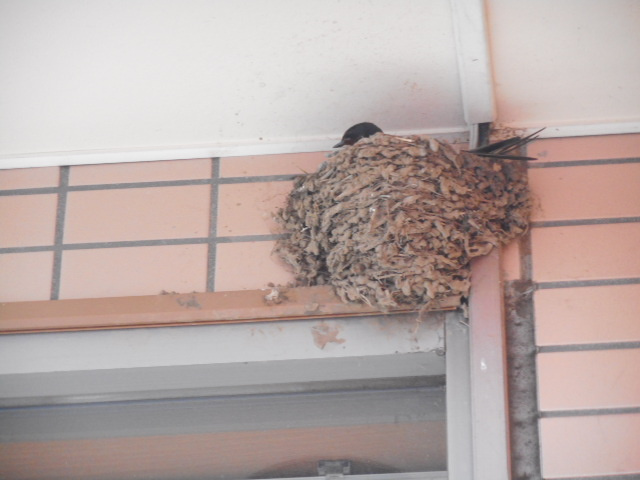 4/26 ツバメ日記 埼玉開発 日高市高麗川2丁目の画像