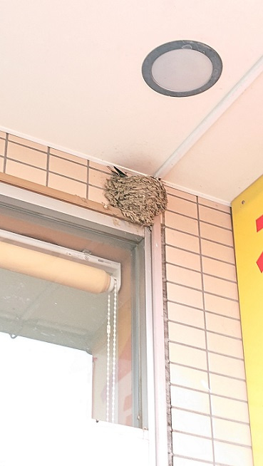 4/27 ツバメ日記 埼玉開発 日高市高麗川2丁目の画像