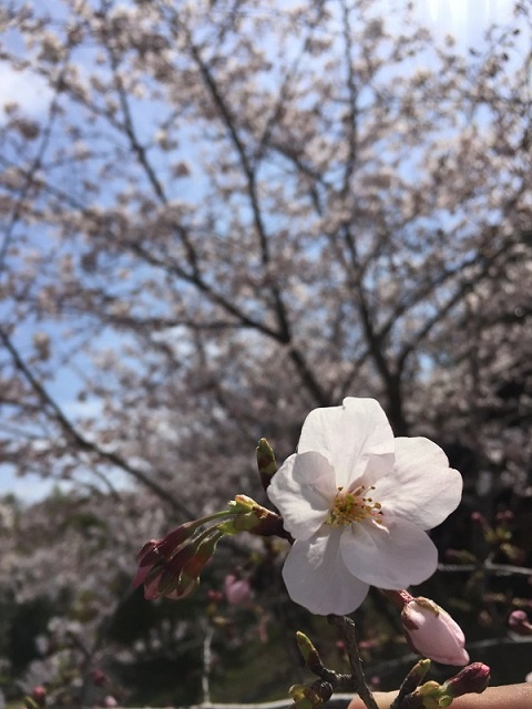 【GW中のお休み ご案内】の画像