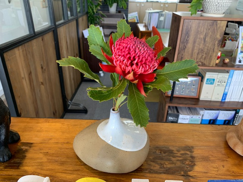 今日のお花の画像