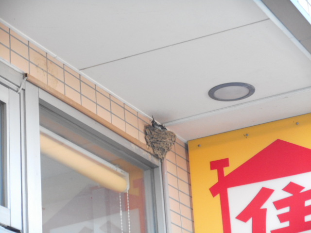 5/7 ツバメ日記 埼玉開発 日高市高麗川2丁目の画像