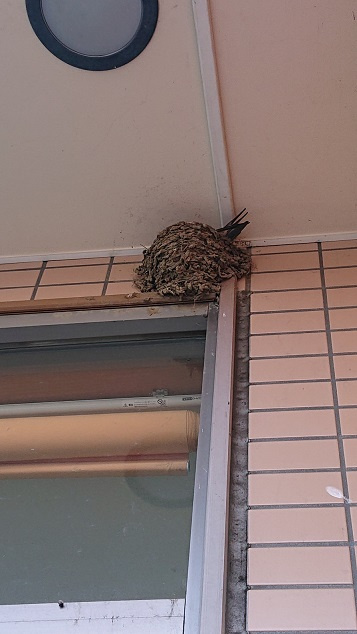 5/8 ツバメ日記 埼玉開発 日高市高麗川2丁目の画像