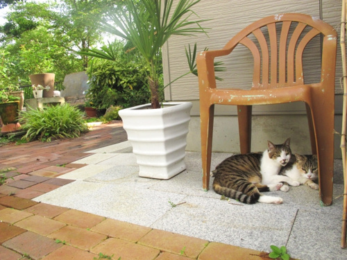 低いコスパで作りたい 建売の建造物の芝をdiyで作るのは可能 伊勢崎市の新築一戸建て 不動産売却ならセンチュリー21ゼクストプラン