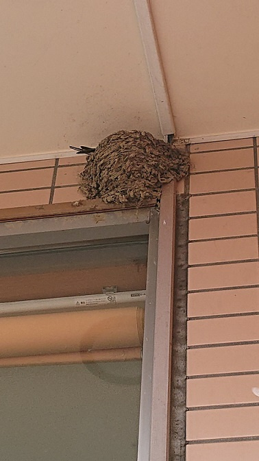 5/11ツバメ日記 埼玉開発 日高市高麗川2丁目の画像