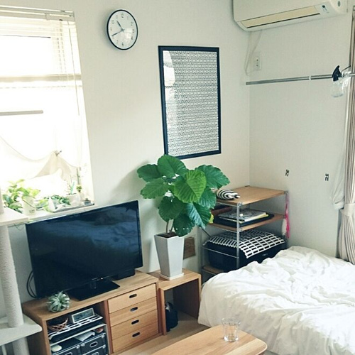 部屋に緑を、狭い部屋だからこその観葉植物！の画像