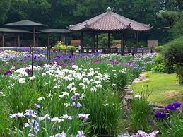 『城北菖蒲園』　開園！の画像