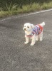 「愛犬の日」の画像