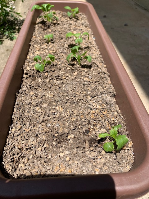 日高市原宿の私の畑パート２とお菓子作りの画像