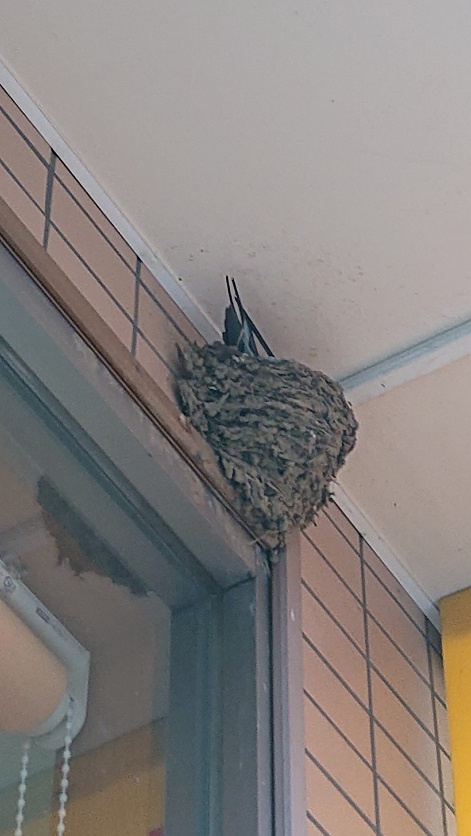 5/15 ツバメ日記 埼玉開発 日高市高麗川2丁目の画像