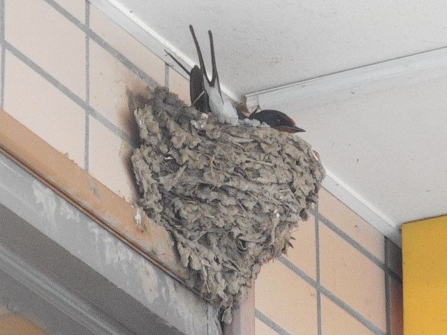 5/17 ツバメ日記 埼玉開発 日高市高麗川2丁目の画像