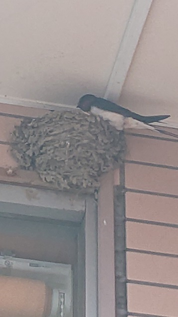 5/18 ツバメ日記 埼玉開発 日高市高麗川2丁目の画像