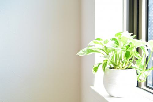 インテリアとしてもおすすめの観葉植物 部屋を快適な空間にしよう 不動産や土地 飯田橋の戸建てならフォーリスデベロップメント