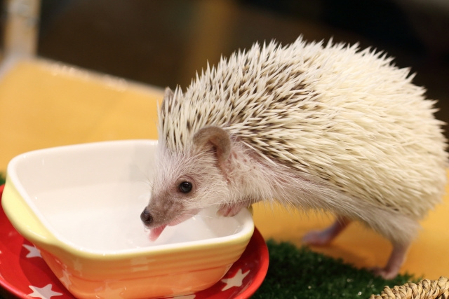 賃貸でもペットを飼いたい方必見 ハリネズミの飼い方をご紹介 登戸の賃貸マンションなど不動産をお探しなら有限会社大堂