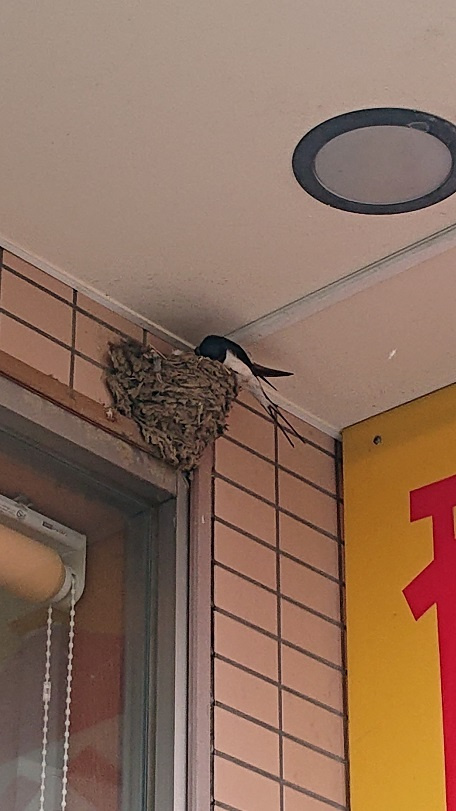 5/23 ツバメ日記 埼玉開発 日高市高麗川2丁目の画像