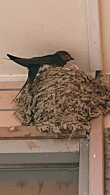 5/24 ツバメ日記 埼玉開発 日高市高麗川2丁目の画像