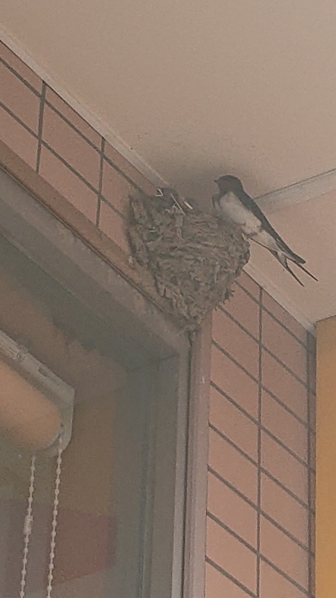 5/25 ツバメ日記 埼玉開発 日高市高麗川2丁目の画像