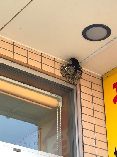 5/29 ツバメ日記 埼玉開発 日高市高麗川2丁目の画像