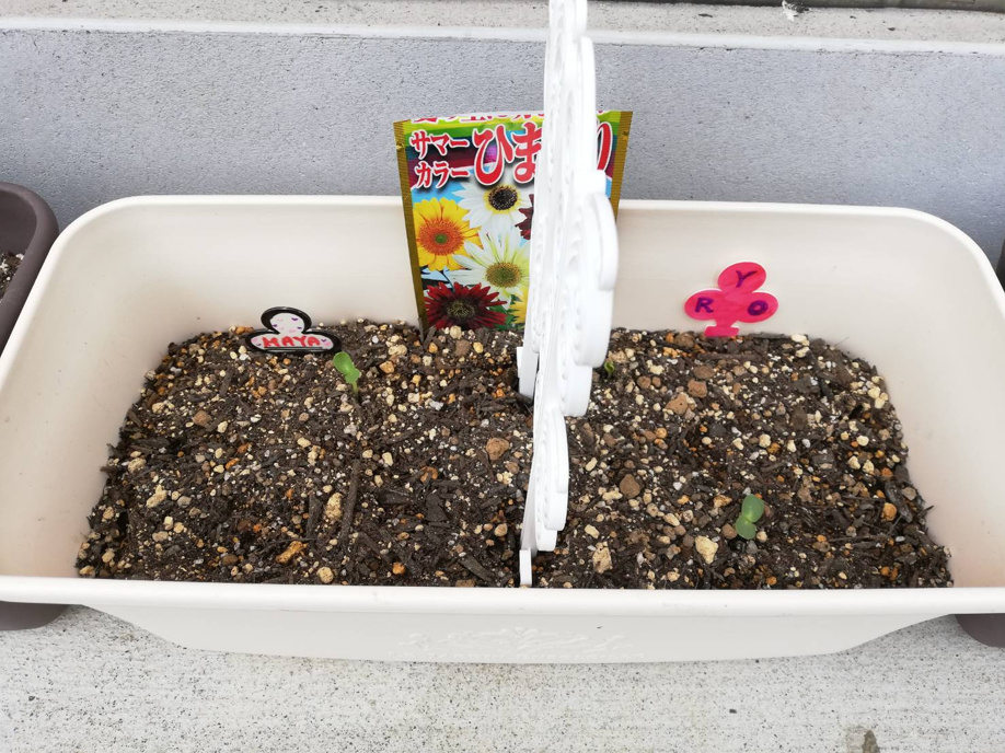 高麗川駅前に咲くひまわりの画像