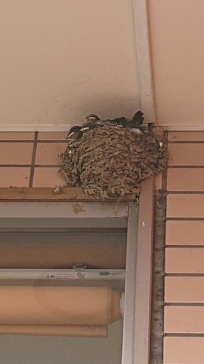 5/31 ツバメ日記 埼玉開発 日高市高麗川2丁目の画像