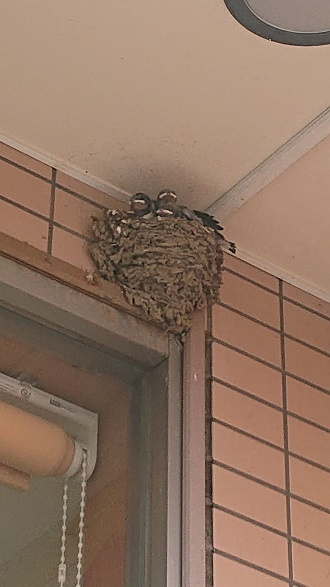 6/1 ツバメ日記 埼玉開発 日高市高麗川2丁目の画像