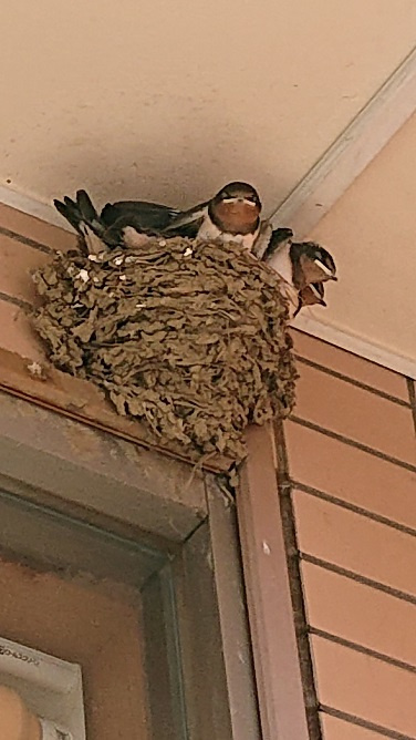 6/4　ツバメ日記 埼玉開発 日高市高麗川2丁目の画像