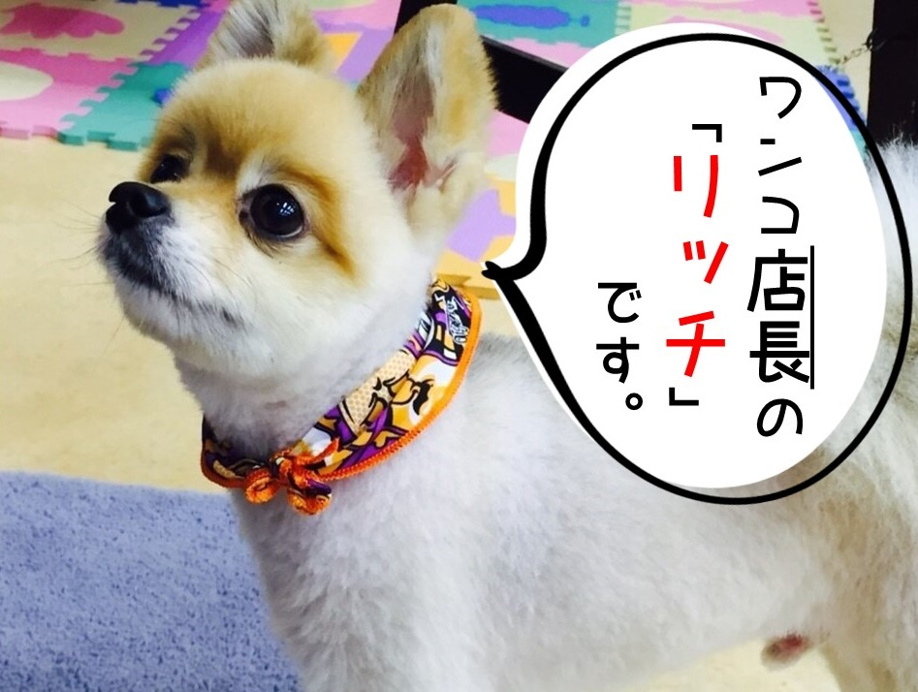 埼玉開発の「店長」を紹介します。の画像