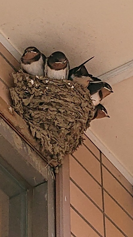 6/6　ツバメ日記 埼玉開発 日高市高麗川2丁目の画像