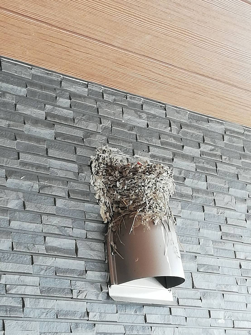 「ツバメ」の画像