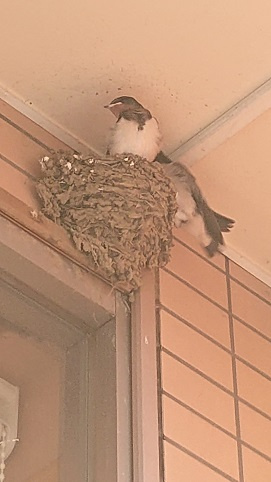 6/9 ツバメ日記 埼玉開発 日高市高麗川2丁目の画像