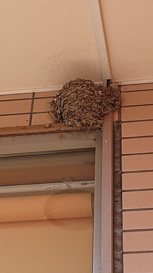 6/9 ツバメ日記 埼玉開発 日高市高麗川2丁目の画像