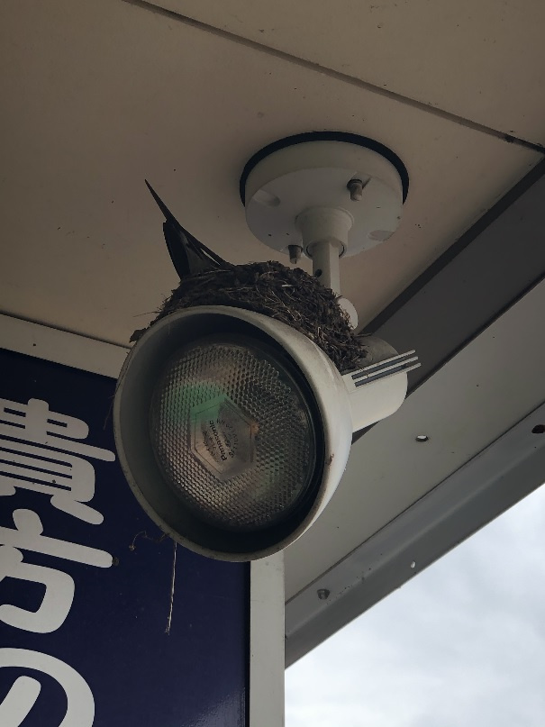 6/12 ツバメ日記　埼玉開発　日高市高麗川二丁目の画像