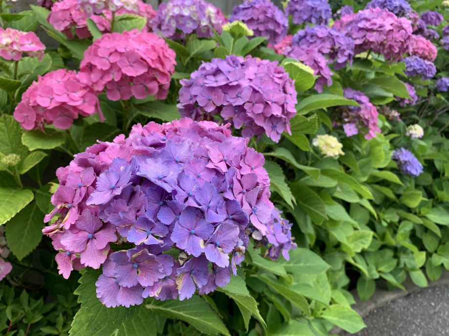 紫陽花が咲きました♡の画像