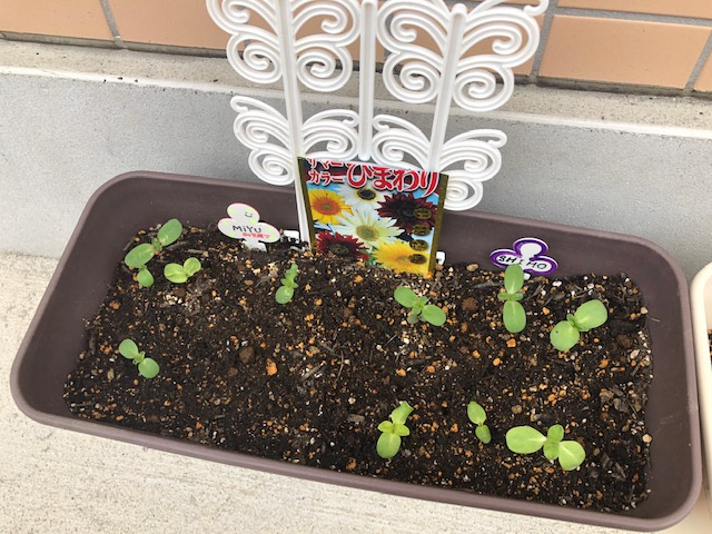 すくすく成長してます！高麗川駅前♪の画像