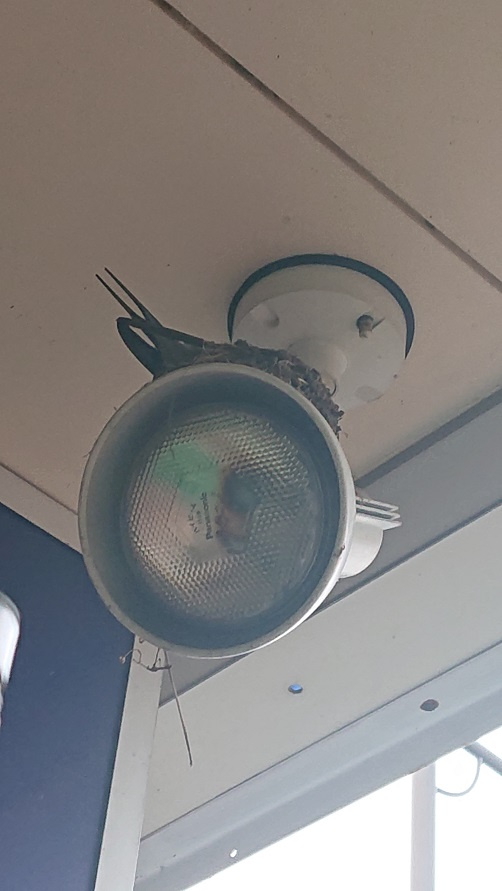 6/14 ツバメ日記 埼玉開発 日高市高麗川2丁目の画像