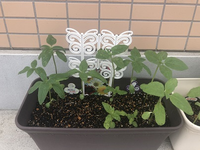 埼玉開発の「みんなの大きな花を咲かせよう大作戦」小澤編の画像