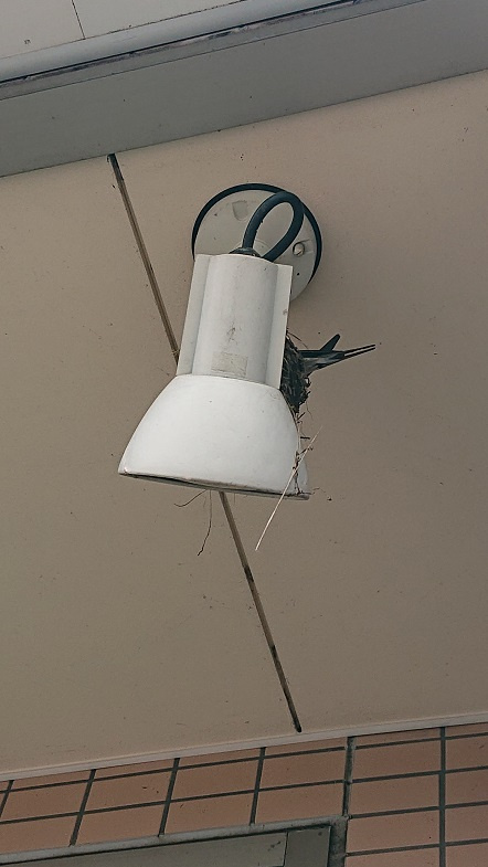 6/18 ツバメ日記 埼玉開発 日高市高麗川2丁目の画像