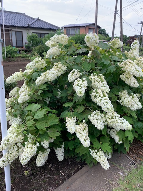 日高市田木のカシワバアジサイと埼玉開発でコロナ検査の画像