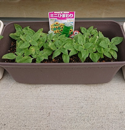 6/20 ツバメ日記 埼玉開発 日高市高麗川2丁目の画像