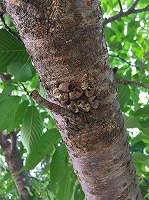 「カマキリ」の画像