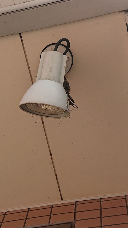 6/23 ツバメ日記 埼玉開発 日高市高麗川2丁目の画像